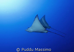 eagle ray nikon d2x 12-24mm by Puddu Massimo 